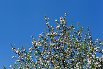 A blooming branch of apple tree on sky background