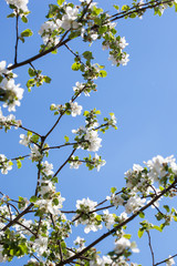 A blooming branch of apple tree on sky background