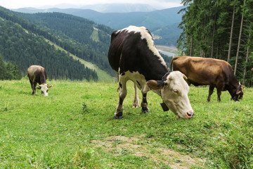 Fototapeta na wymiar Herd of cows grazing in mountains
