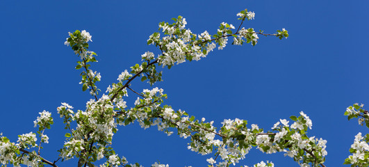 A blooming branch of apple tree on sky background