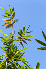 Bamboo leaves on blue sky