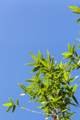 Bamboo leaves on blue sky