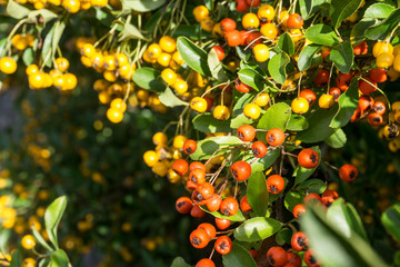 Firethorn plant (pyracantha coccinea) - yellow berries