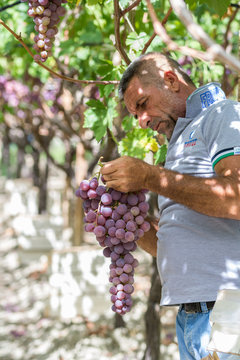 Time to harvest in Sicily. This farmer is picking black dessert grapes. The grapes will be sent to markets in northern Italy. Natural light, picture taken in september near the town of Agrigento