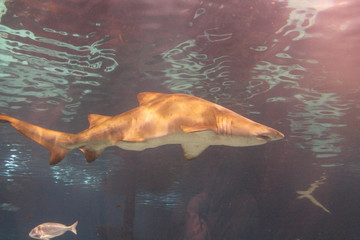 Shark fish