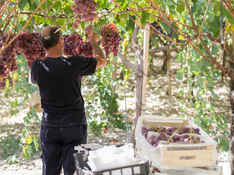 Time to harvest in Sicily. This farmer is picking black dessert grapes. The grapes will be sent to markets in northern Italy.  Natural light, picture taken in september near the town of Agrigento