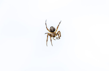 Kreuzspinne reibt sich die Arme