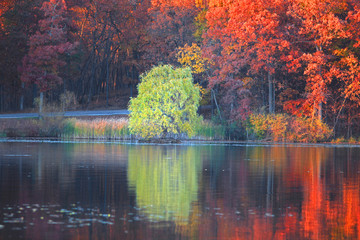 Autumn tree reflections in the lake © SNEHIT PHOTO