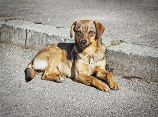 Lonely clever mongrel dog outdoors