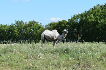 Fototapeta na wymiar Camel on a pasture
