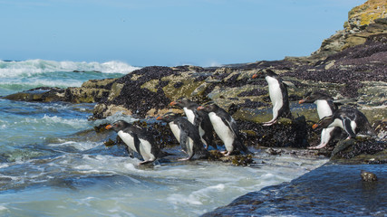 Rockhopper Penguins