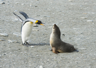 King Penguin with Fur Seal