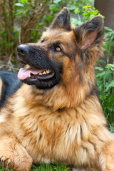 portrait of german shepherd
