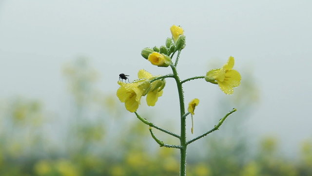 Fly wakes up on a flower in the dew