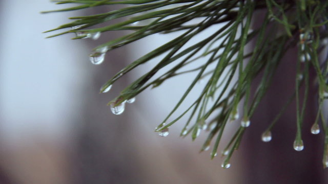 Water drops on pine needles