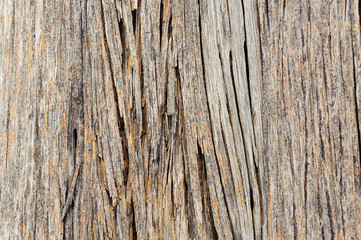 texture of bark wood