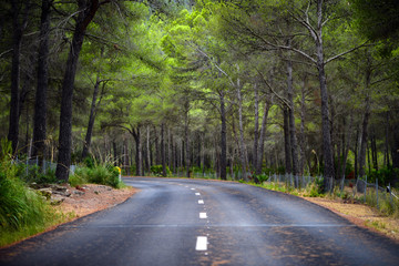 Road in middle of forest