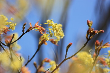 イタヤカエデの花
