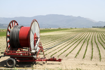 A center pivot sprinkler system watering a grain field in the fe