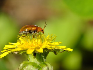 red bug on the dandelion flower