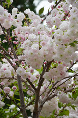 Sakura cherry flower blossom