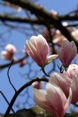 Japanese Magnolia