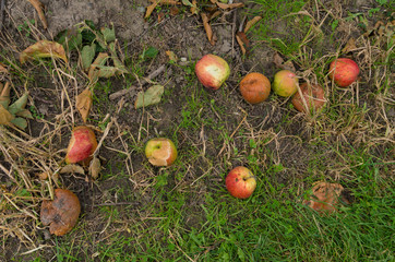 rotting apples