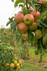 apple tree