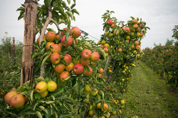 apple orchard