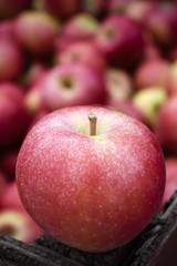 Ripe Organic Apples