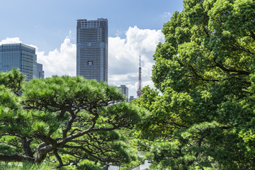 Obraz na płótnie Canvas 浜離宮恩賜庭園の新樋の口山から望む東京タワー