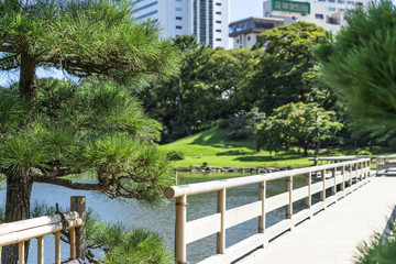 Fototapeta premium 浜離宮恩賜庭園のマツ