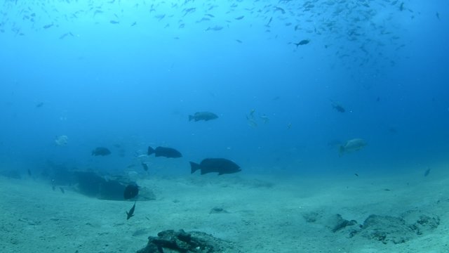 Groupers from baja , Mexico