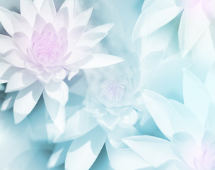 vivid color lotus in soft style for background