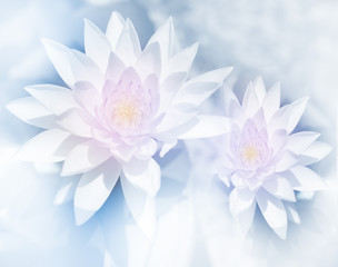 levendige kleuren lotus in zachte stijl voor achtergrond
