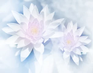 Photo sur Plexiglas fleur de lotus lotus aux couleurs vives dans un style doux pour le fond