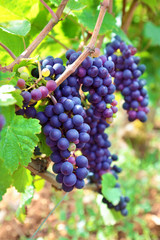 Red wine grapes growing in a vineyard