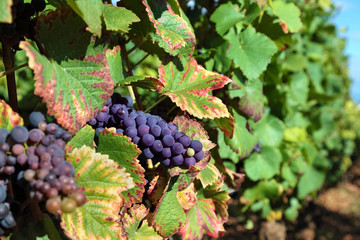 Fototapeta premium Red wine grapes growing in vineyard