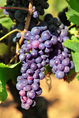 Fototapeta premium Red wine grapes growing in vineyard