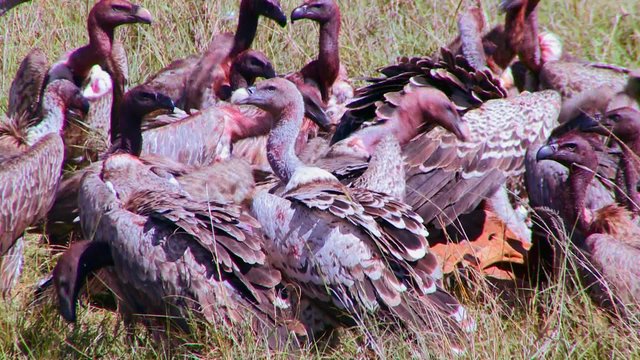 Vultures feed on dead carrion on the African savannah.