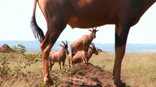 Elands or hartebeest pose on rocks in Africa.