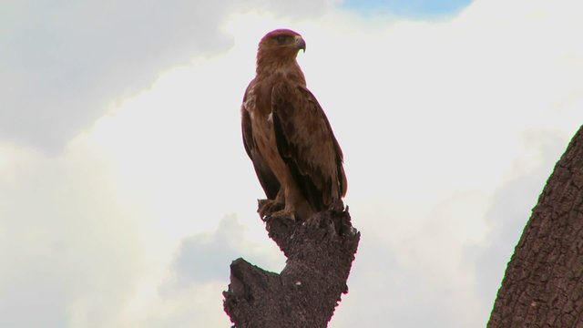 A hawk sits on a branch in Africa.