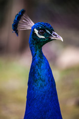 Obraz premium Peacock 孔雀 クジャク