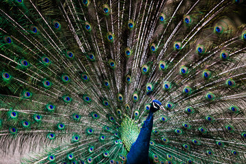 Obraz premium Peacock 孔雀 クジャク