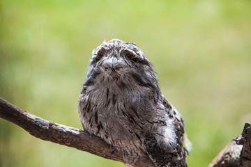 Tawny Frogmouth オーストラリアガマグチヨタカ