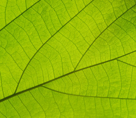Naklejka na ściany i meble Pattern of growing leaf surface