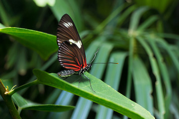 Obraz na płótnie Canvas Butterfly at the Butterly Pavilion in Westminster, Colorado