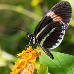 Butterfly at the Butterfly Pavilion in Westminster, Colorado