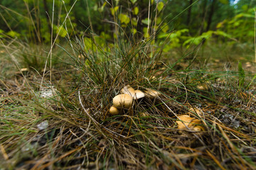 Autumn mushrooms.