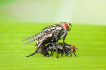 The flies are breeding